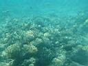 29_corals-2.JPG
