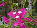 44_flower-1.JPG