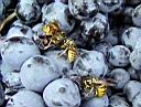 bazaar_grape_1.JPG