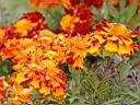 flowers-3.JPG