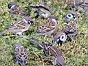 sparrow-1.JPG