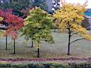 trees-1.JPG