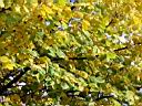 trees-2.JPG